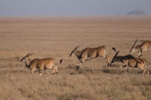 Nature’s Role in Restoring Vitality